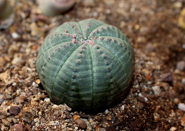 Euphorbia obesa (2)