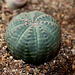 Euphorbia obesa (2)