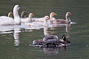 20110517 2561RTw [D~BI] Haubentaucher (Podiceps cristatus) [JV], Graugans, Bielefeld