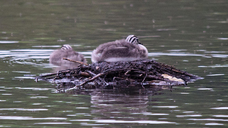 20110517 2557RTw [D~BI] Haubentaucher (Podiceps cristatus) [JV], Bielefeld