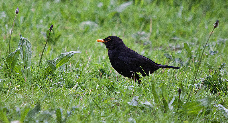 20110517 2551RTfw Amsel [Schwarzdrossel]
