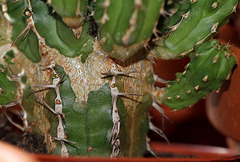 Euphorbia echinus