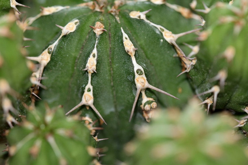 Euphorbia echinus