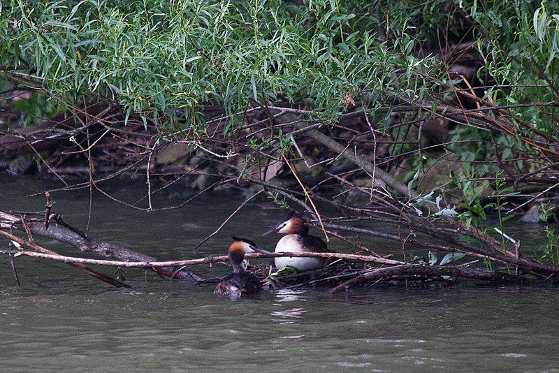 20110517 2550RTw [D~BI] Haubentaucher (Podiceps cristatus), Bielefeld