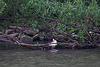 20110517 2548RTw [D~BI] Haubentaucher (Podiceps cristatus), Bielefeld