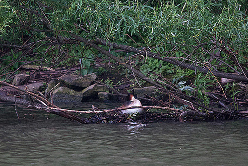 20110517 2548RTw [D~BI] Haubentaucher (Podiceps cristatus), Bielefeld