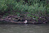 20110517 2547RTw [D~BI] Haubentaucher (Podiceps cristatus), Bielefeld