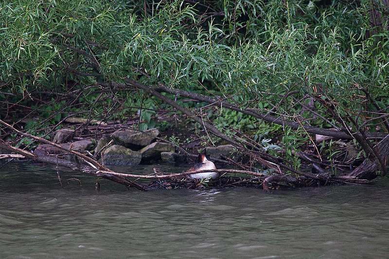 20110517 2547RTw [D~BI] Haubentaucher (Podiceps cristatus), Bielefeld