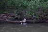 20110517 2546RTw [D~BI] Haubentaucher (Podiceps cristatus), Bielefeld