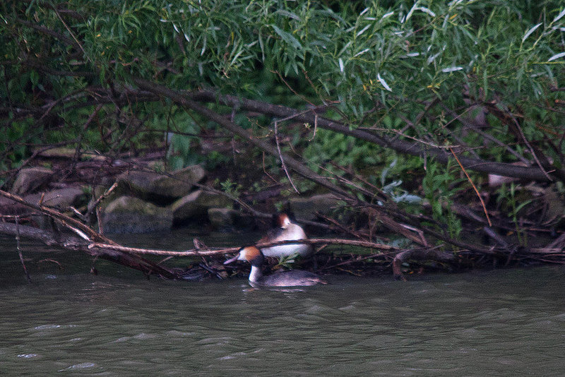 20110517 2546RTw [D~BI] Haubentaucher (Podiceps cristatus), Bielefeld