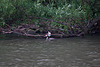 20110517 2545RTw [D~BI] Haubentaucher (Podiceps cristatus), Bielefeld