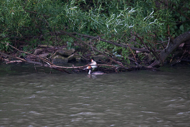 20110517 2545RTw [D~BI] Haubentaucher (Podiceps cristatus), Bielefeld