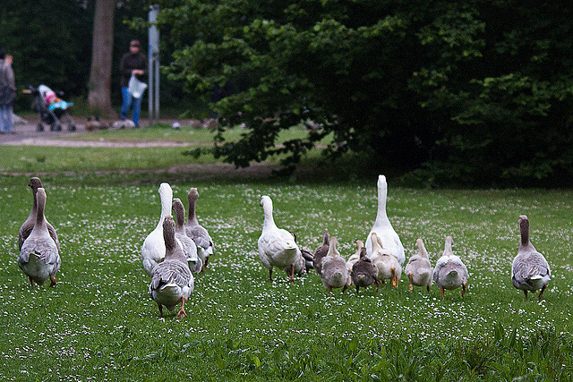 20110517 2544RTw [D~BI] Graugans, Bielefeld