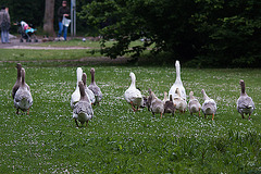 20110517 2543RTw [D~BI] Graugans, Bielefeld