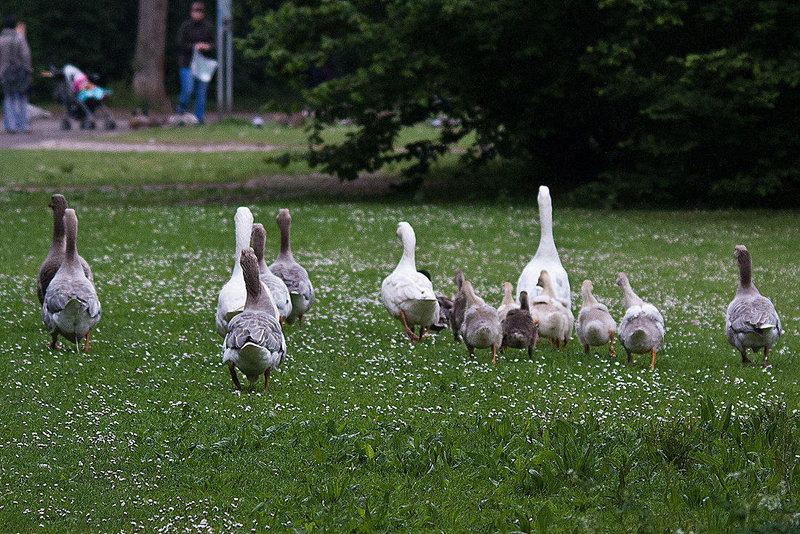 20110517 2543RTw [D~BI] Graugans, Bielefeld