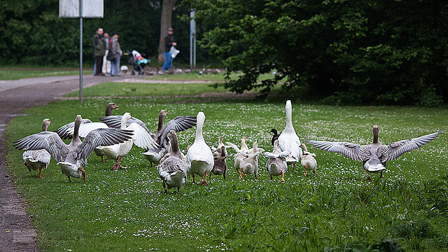 20110517 2540RTw [D~BI] Graugans, Bielefeld