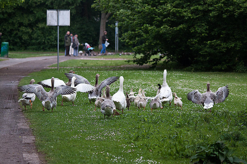 20110517 2539RTw [D~BI] Graugans, Bielefeld