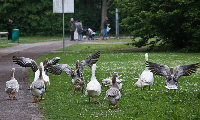 20110517 2538RTw [D~BI] Graugans, Bielefeld
