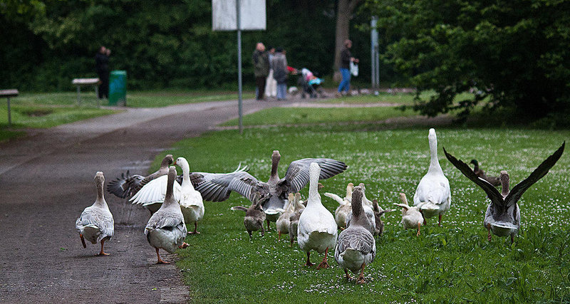 20110517 2536RTw [D~BI] Graugans, Bielefeld