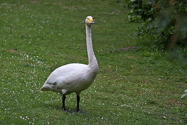 20110517 2535RTw [D~BI] Singschwan, Bielefeld