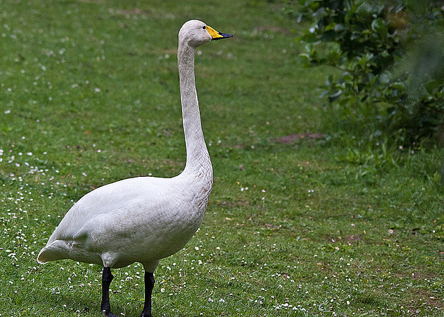 20110517 2534RTw [D~BI] Singschwan, Bielefeld