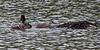 20110517 2520RTw [D~BI] Haubentaucher (Podiceps cristatus) [JV], Bielefeld