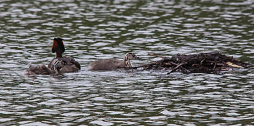 20110517 2520RTw [D~BI] Haubentaucher (Podiceps cristatus) [JV], Bielefeld