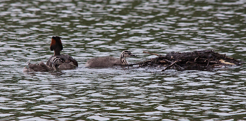 20110517 2520RTw [D~BI] Haubentaucher (Podiceps cristatus) [JV], Bielefeld