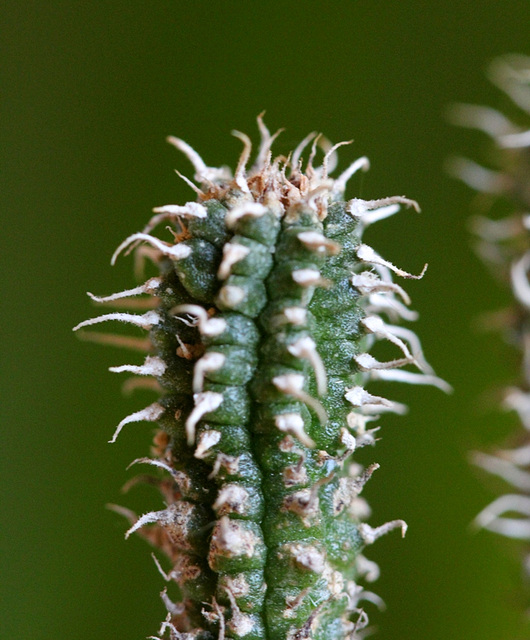 Echidnopsis chrysantha