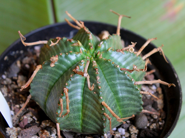 Euphorbia meloformis fa magna