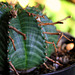 Euphorbia meloformis fa magna (5)