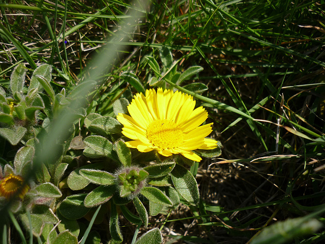 Au fond du jardin ......au printemps