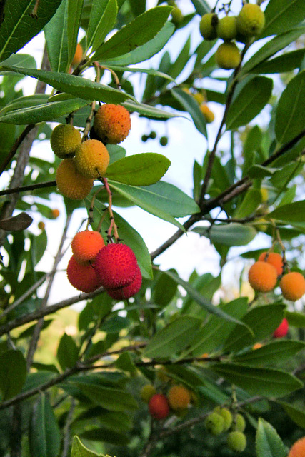 Fruits de l'arbousier