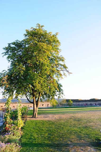 Baum & Festung