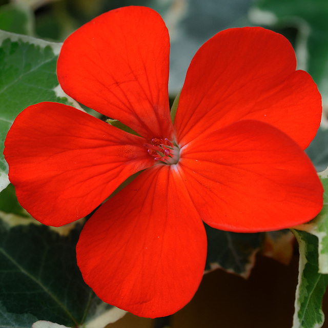 Fleur de géranium...