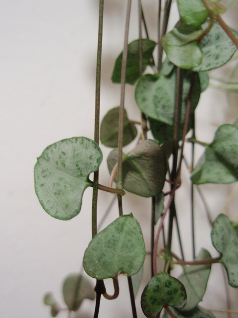 ceropegia woodii PC033989