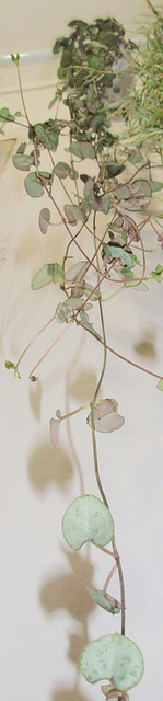 ceropegia woodii PC033990-1