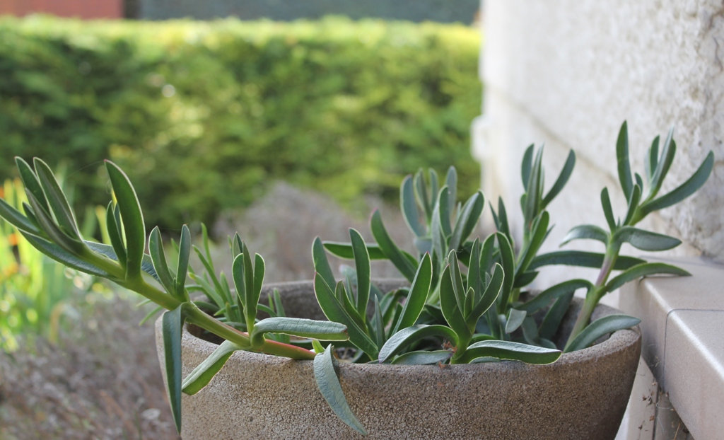 Carpobrotus