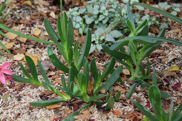 Carpobrotus