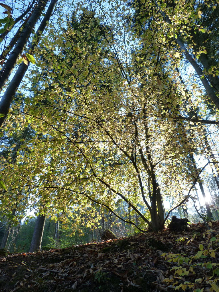 Herbst-Impressionen