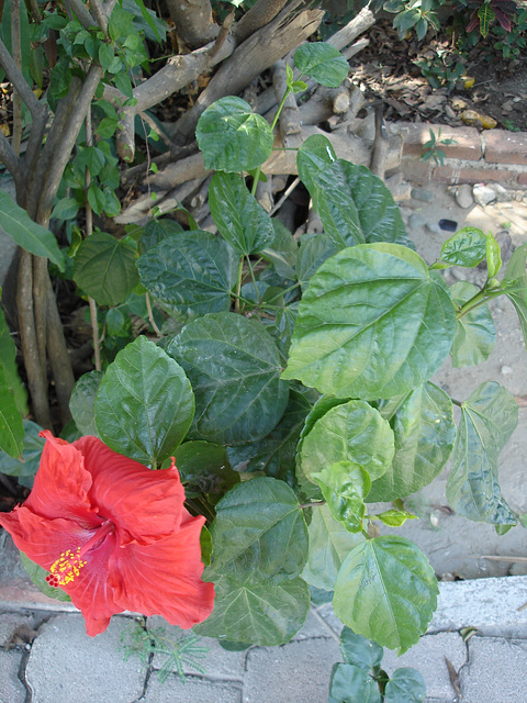 Zipolite, Oaxaca - Mexique / 20 janvier 2011