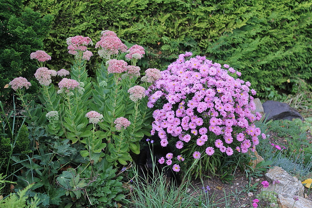Sedum et Aster en septembre