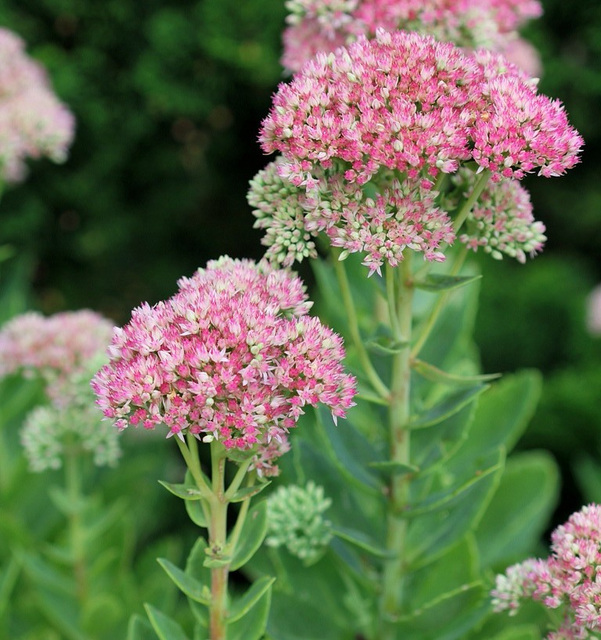 Sedum spectabile