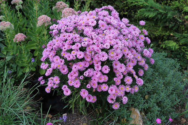 Aster dumosus