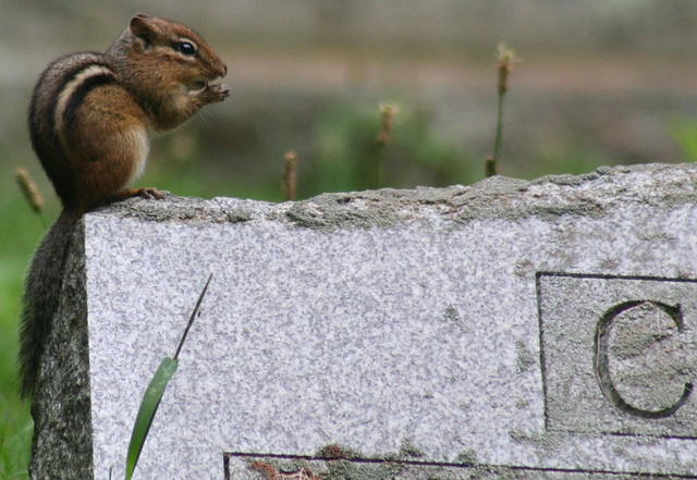 Chipmunk