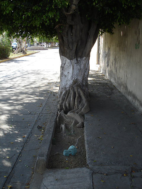 Ombres et racines / Shades and roots - 25 mars 2011