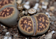 Lithops karasmontana ssp bella