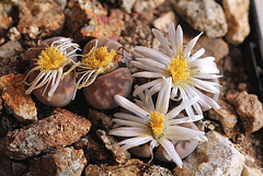 Lithops karasmontana v. lericheana C267