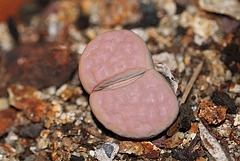 Lithops karasmontana Pink form