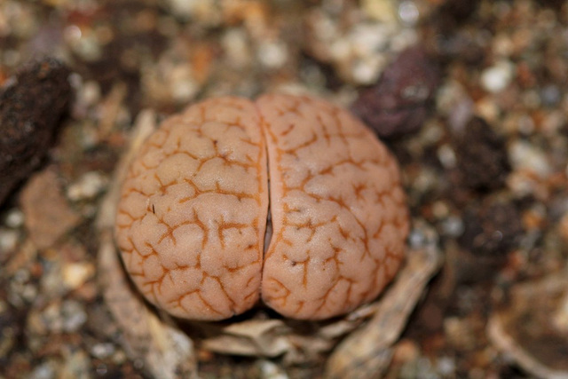 Lithops pseudotruncatella dendritica